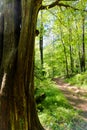 Nature lover shaded tree forest woods hiking trail path Royalty Free Stock Photo