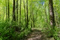 Nature lover shaded tree forest woods hiking trail path Royalty Free Stock Photo