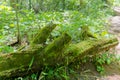 Nature lover shaded tree forest woods hiking trail path Royalty Free Stock Photo