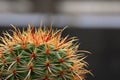 Nature Macro Cactus isolated blurred black Background. The genus Mammillaria is one of the largest in the cactus family.Tropical P