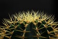 Nature Macro Cactus isolated blurred black Background. The genus Mammillaria is one of the largest in the cactus family.Tropical P