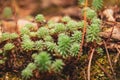 Nature Macro details. Forest ground in autumn. Small plants, moss and leaves full of morning dew