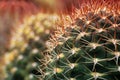 Nature Macro Green Cactus Texture Background. The genus Mammillaria is one of the largest in the cactus family. Tropical Plant bac