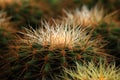 Nature Macro Green Cactus Texture Background. The genus Mammillaria is one of the largest in the cactus family. Tropical Plant bac