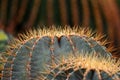 Nature Macro Green Cactus Texture Background. The genus Mammillaria is one of the largest in the cactus family. Tropical Plant bac