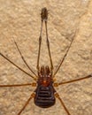 Nature Macro image of Opiliones spider also know as harvesters, or daddy longlegs spider Royalty Free Stock Photo