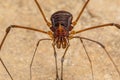 Nature Macro image of Opiliones spider also know as harvesters, or daddy longlegs spider Royalty Free Stock Photo