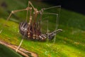 Nature Macro image of Opiliones spider also know as harvesters, or daddy longlegs spider Royalty Free Stock Photo