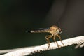 Nature macro photography,Rober fly eats Insects hiding in the shadowson brown branches Royalty Free Stock Photo