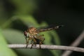 Nature macro photography,Rober fly eats Insects hiding in the shadowson brown branches Royalty Free Stock Photo