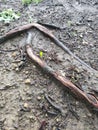 Nature made Tree root arrow