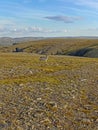 The nature of Mageroya Island, Norway Royalty Free Stock Photo