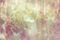 Nature magic blurred bokeh background. New spring grass on night. Defocus Springtime concept with abstract blurred foliage and Royalty Free Stock Photo