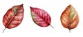 nature mahogany leaf watercolor ai generated Royalty Free Stock Photo