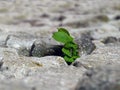 Nature makes its way, plant breaking through the stones