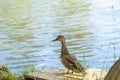 Duck in the park by the lake or river. Nature mallard mallard duck on green grass. Close up of the ducks, see the Royalty Free Stock Photo