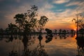 Nature mangrove sunrise sunset landscape wallpaper background