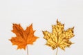 Nature maple leaves gold painted, different fall leaves