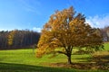 Nature maple tree fall season landscape