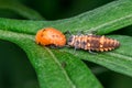 Ladybug pupa and larvae, Coccinella 7-punctata