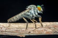 Lovely Robber flies Asilidae - nature marco photography