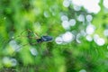 One giant spider on web - Nature marco photography Royalty Free Stock Photo