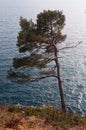 Nature and marine landscape: sailboat and maritime pine in the Mediterranean Sea Royalty Free Stock Photo