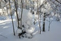 The nature massive snow on the forest Royalty Free Stock Photo