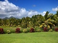 Nature of Mauritius. tropical landscape in a sunny day