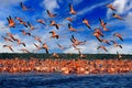 Nature Mexico. Flock of bird in the river sea water, with dark blue sky with clouds. Flamingos, Mexico wildlife. American flamingo