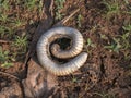 In nature Millipedes insect make body in circle form