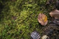 Nature minimal background with autumn brown leaves and green wet Royalty Free Stock Photo