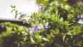 Green Leaves Background with small little violet flower