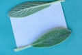Nature minimalist lifestyle composition, delicate green leaves, blank white card, on blue paper background
