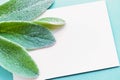 Nature minimalist lifestyle composition, delicate green leaves, blank white card, on blue paper background Royalty Free Stock Photo