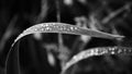 Nature monochrome picture with raindrops