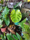 Nature - Monstera Deliciosa shinning like a star Royalty Free Stock Photo