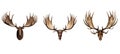 nature moose horns animal