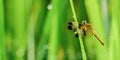 Nature in the morning and green grass with bokeh background and dragonfly on grass Royalty Free Stock Photo