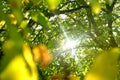 Nature in the morning. The sun shines through the trees and leaves. Royalty Free Stock Photo