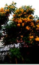 Nature morning view. Yellow flowers in the garden. Autumn leaves the background Royalty Free Stock Photo