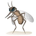 Nature, mosquitoes stilt. Ideal for informational