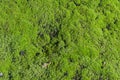 Nature moss as a background and texture