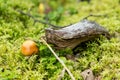 Nature ,among the moss grows in small fungus