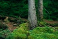 Nature in a mountain forest, moss and a tree trunk, nature and ecology Royalty Free Stock Photo