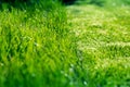 Nature and mown grass Royalty Free Stock Photo