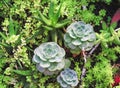 Nature multicolored roses stone cactus blooming in garden , ornamental plants background Royalty Free Stock Photo