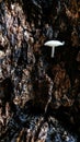 nature mushroom on wooden Royalty Free Stock Photo