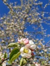 Beginning starting spring bloom blossom garden farm blue sky Royalty Free Stock Photo