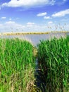 Nature near Neusiedl see. Royalty Free Stock Photo